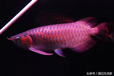 辣椒紅龍幼魚|辣椒紅龍:簡介,外形特徵,與血紅龍辨別,龍魚選購,